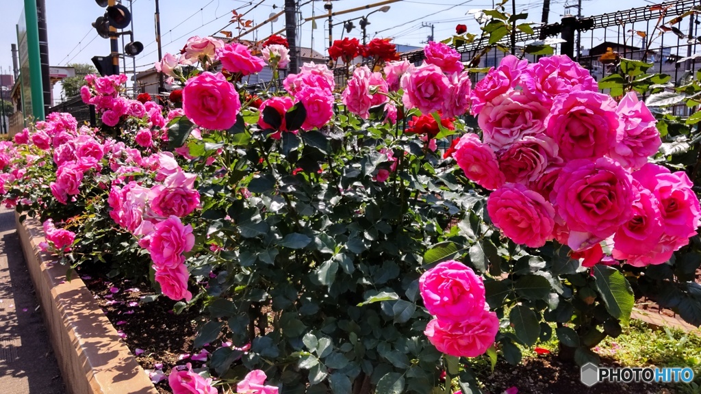 バラ花壇