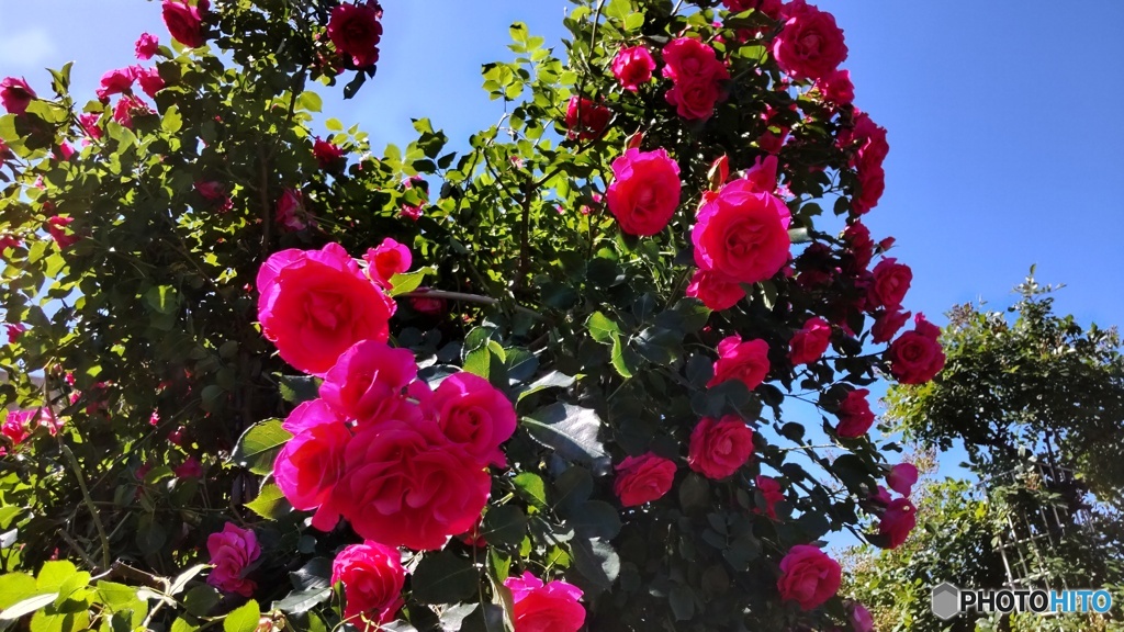 バラ園の薔薇