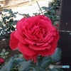 バラ花壇の薔薇