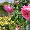 荒川区立宮前公園のバラ