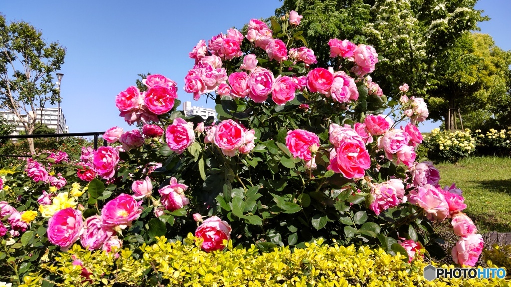 バラ公園のバラ (バラ花壇)