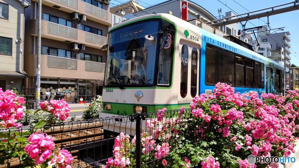 路面電車とバラ