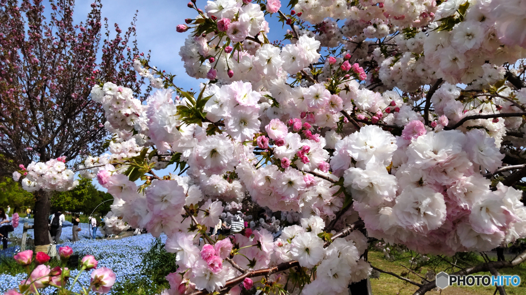 八重桜とネモフィラ畑