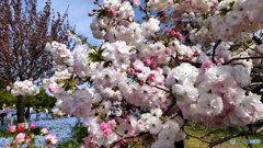 八重桜とネモフィラ畑