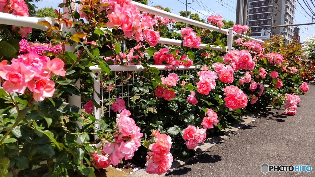 道路沿いのバラ