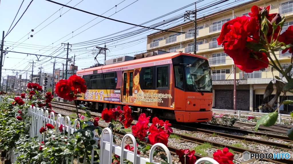 路面電車とバラ