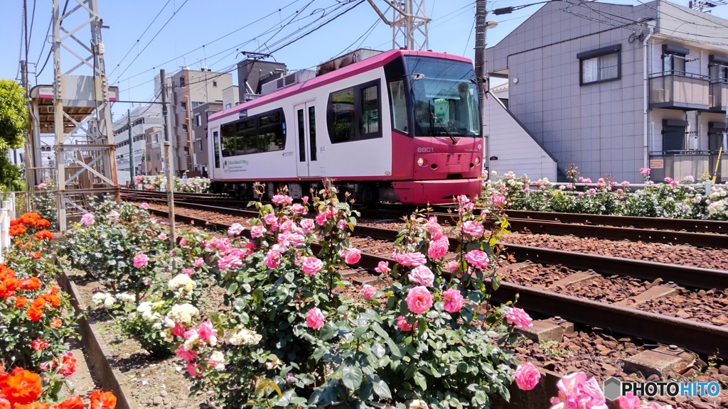 路面電車とバラ