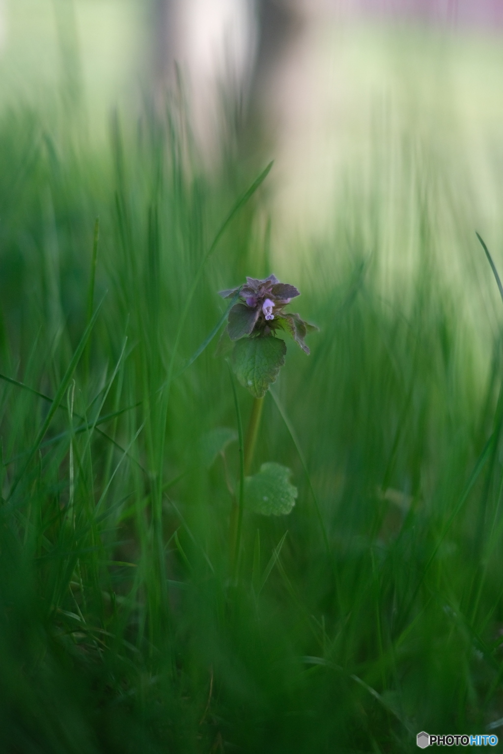 COMMON HENBIT "Lamium amplexicaule" 