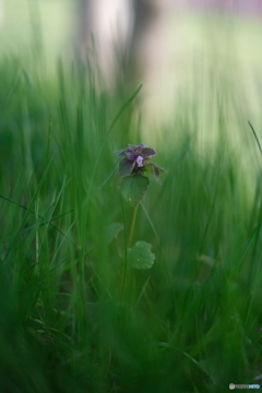 COMMON HENBIT "Lamium amplexicaule" 