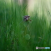 COMMON HENBIT "Lamium amplexicaule" 