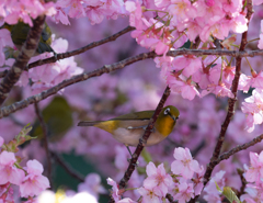 メジロと河津桜
