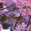 メジロと河津桜