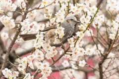 梅の花とヒヨドリ