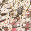 梅の花とヒヨドリ