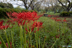 真っ赤な彼岸花