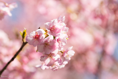 河津桜