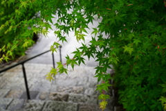 葉っぱと階段