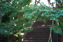 青紅葉と階段