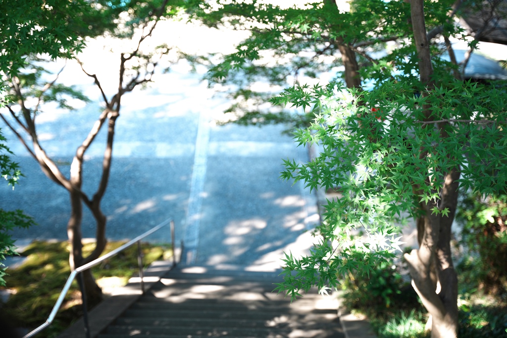 青紅葉と階段ii