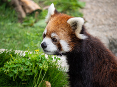 東山動物園 レッサーパンダ