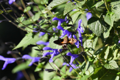 ホシホウジャク