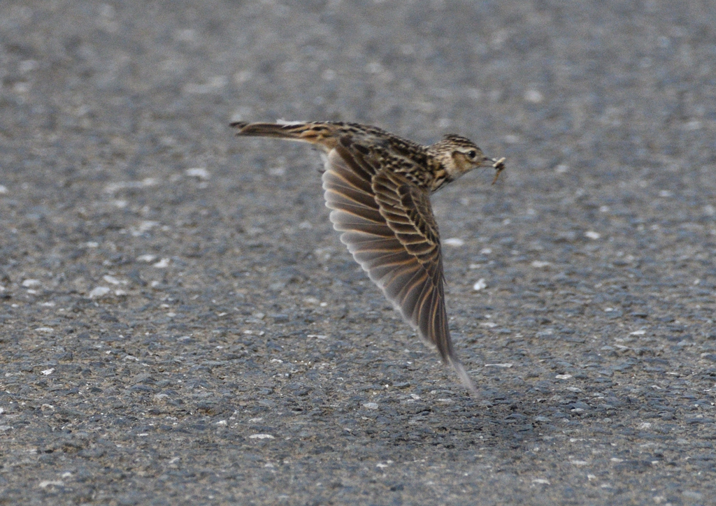 ひばりの朝ごはん