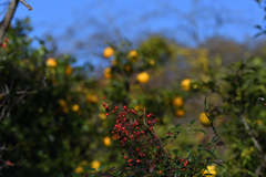 DSC_3545_2361_