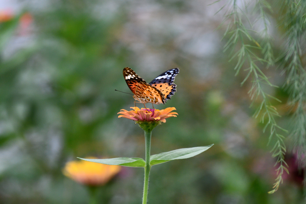 ツマグロヒョウモン