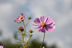 オオハルシャギク