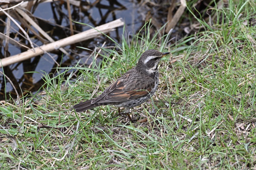 DSC_0419_2553_