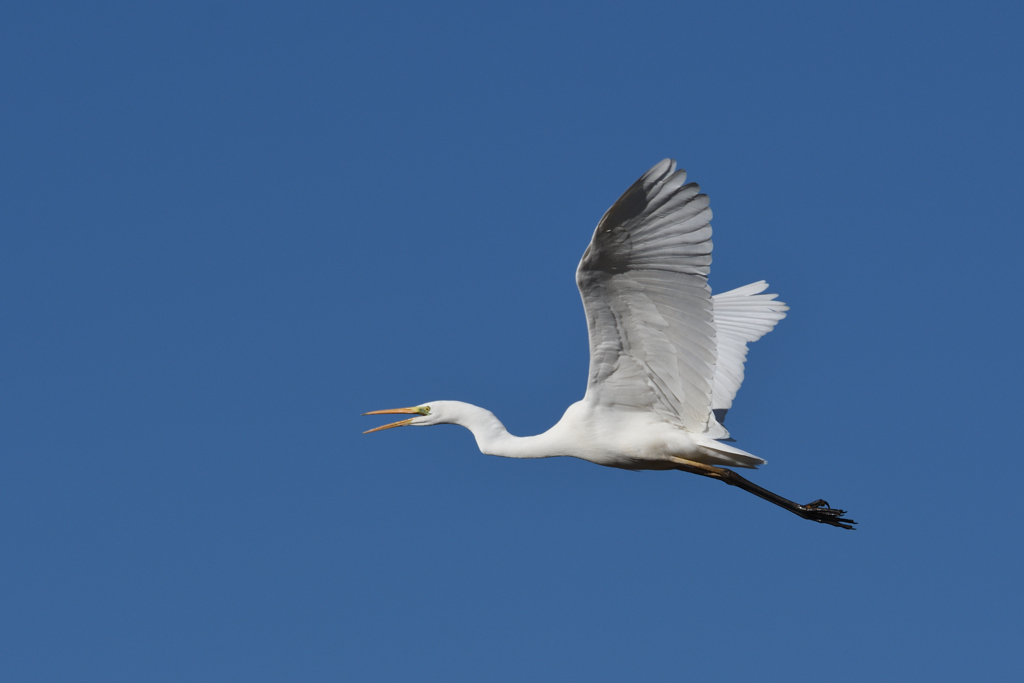 DSC_7293_2471_