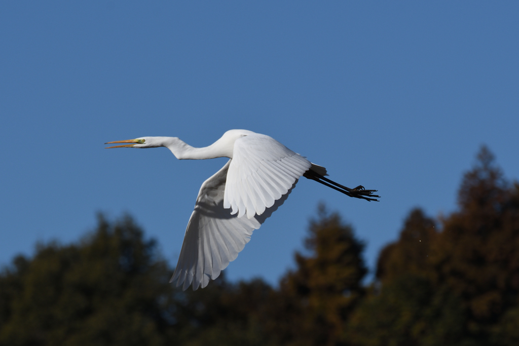 DSC_7291_2470_