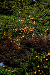 DSC_3521_2357_