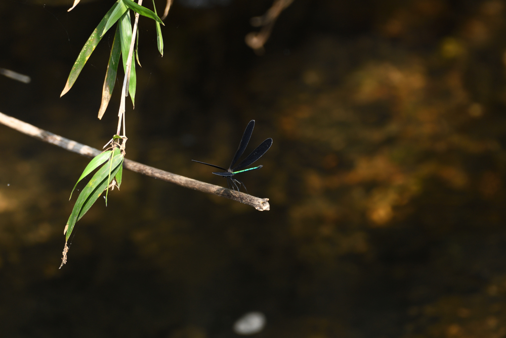 ハネグロトンボ