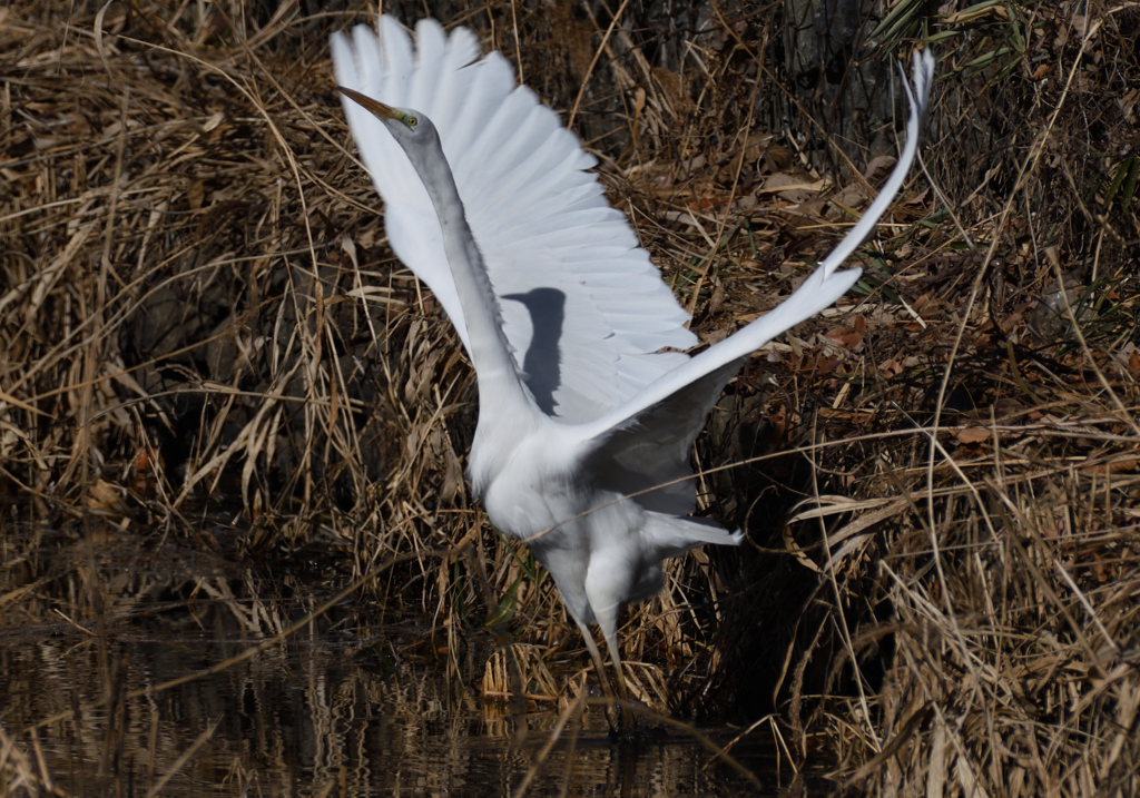 DSC_7288_2469_