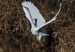 DSC_7288_2469_
