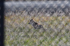 DSC_3624_2370_