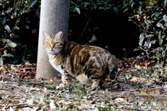 DSC_7018_2451_