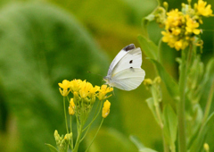 モンシロチョウ