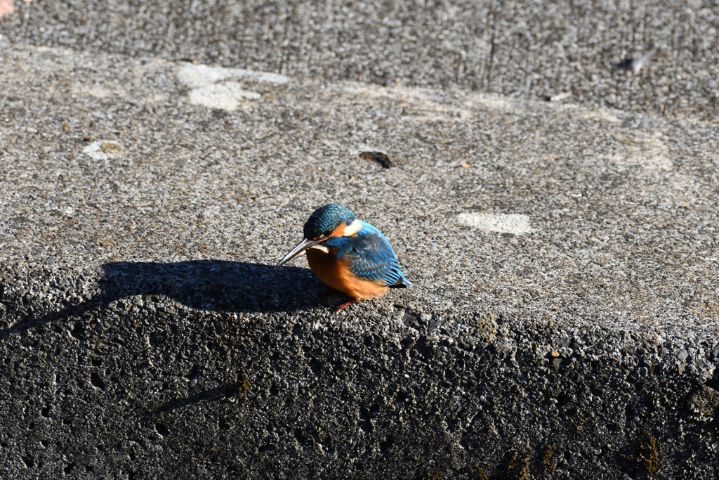 DSC_6960_2438_
