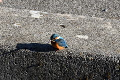 DSC_6960_2438_