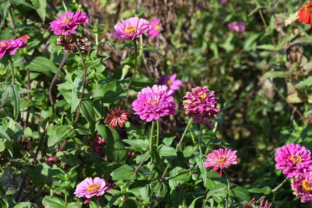 ヒャクニチソウ