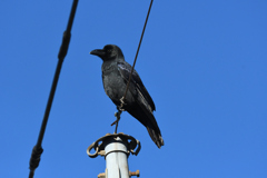 DSC_3542_2360_