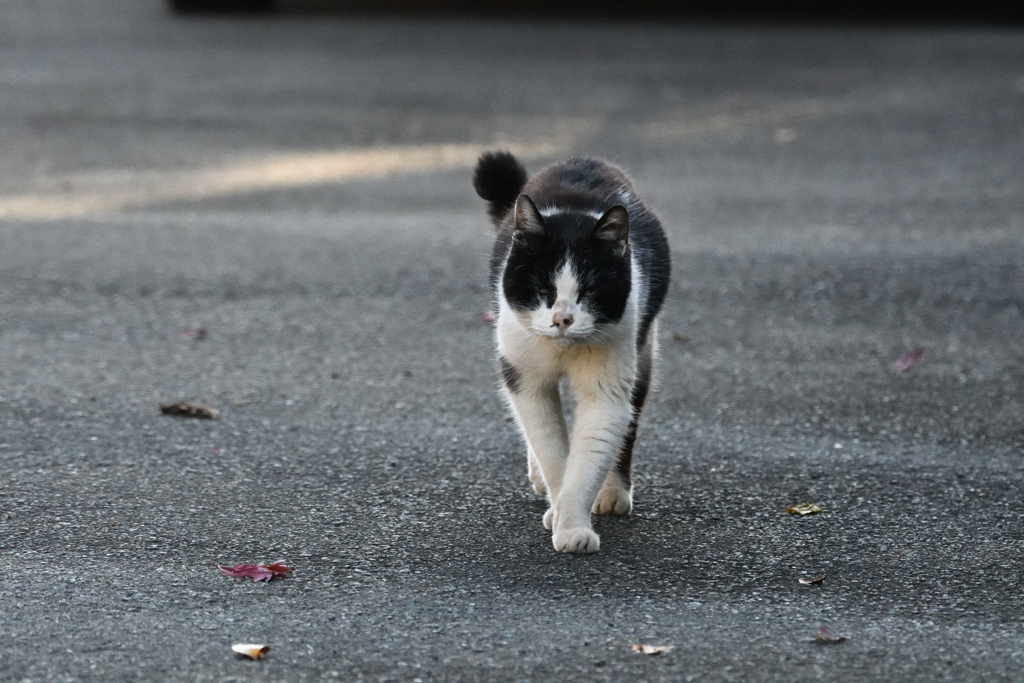 DSC_4004_2404_