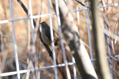 DSC_3995_2402_