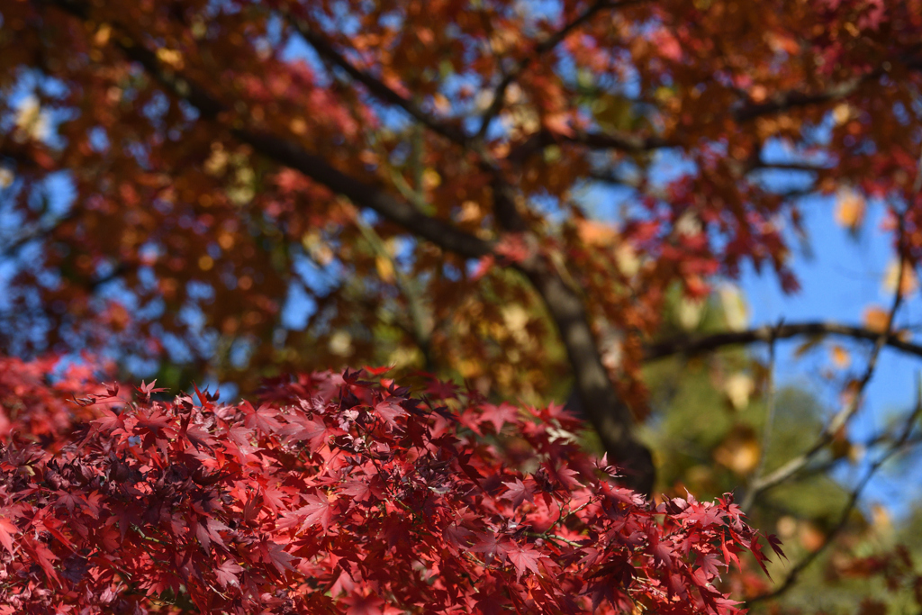 DSC_3921_2396_