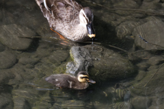 カルガモの親子