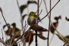 DSC_3551_2362_