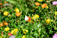 モンシロチョウ