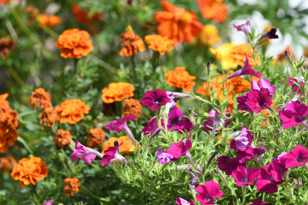 マリーゴールド